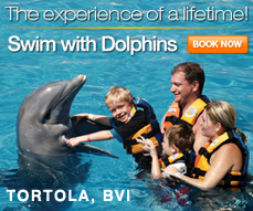dolphin discovery - tortola bvi